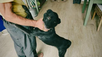 Rebel, rescuehund i Rumänien, bild 2