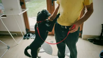 Rebel, rescuehund i Rumänien, bild 3