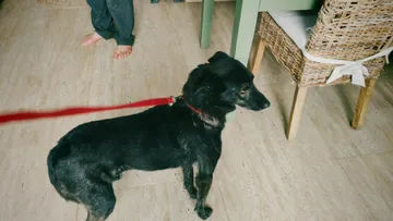 Rebel, rescuehund i Rumänien, bild 4
