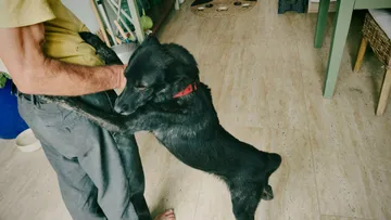 Rebel, rescuehund i Rumänien, bild 5