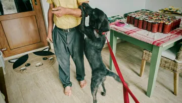 Rebel, rescuehund i Rumänien, bild 6