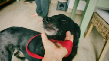 Rebel, rescuehund i Rumänien, bild 7
