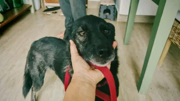 Rebel, rescuehund i Rumänien, bild 8