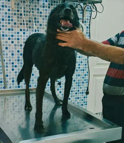 Rebel, rescuehund i Rumänien, bild 1