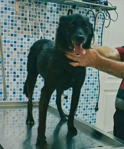 Rebel, rescuehund i Rumänien, bild 3