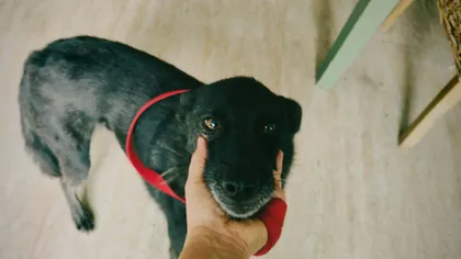 Rebel, rescuehund i Rumänien, bild 2