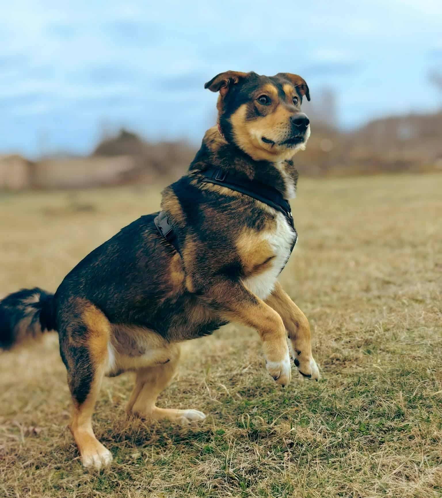 Rex, rescuehund i Polen, bild 1