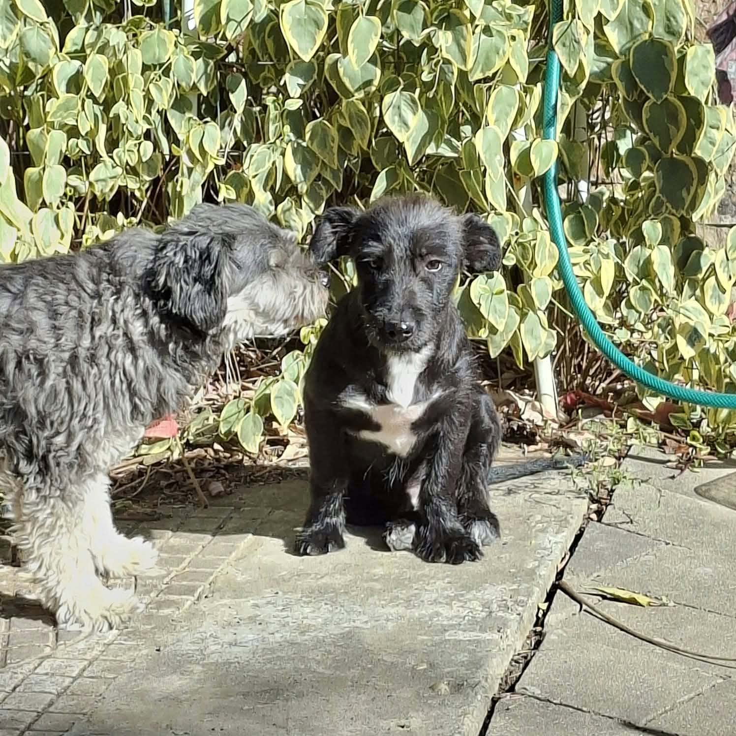 Roffe, rescuehund i Rumänien, bild 1