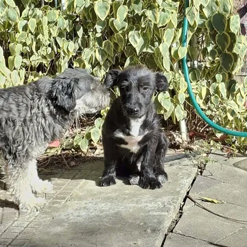 Roffe, rescuehund i Rumänien, bild 1