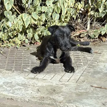 Roffe, rescuehund i Rumänien, bild 2