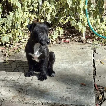Roffe, rescuehund i Rumänien, bild 3