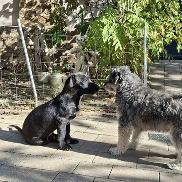 Roffe, rescuehund i Rumänien, bild 4