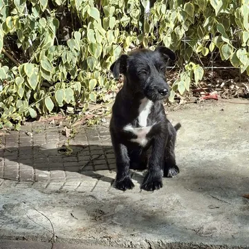 Roffe, rescuehund i Rumänien, bild 5