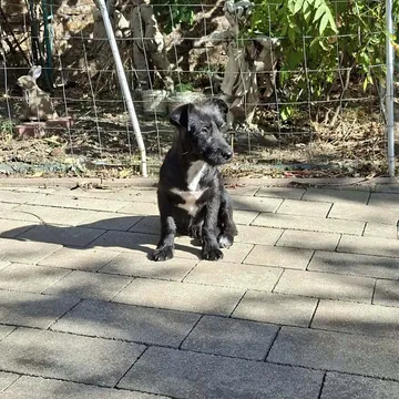 Roffe, rescuehund i Rumänien, bild 6