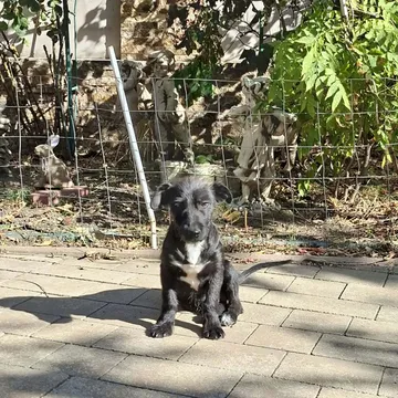 Roffe, rescuehund i Rumänien, bild 7