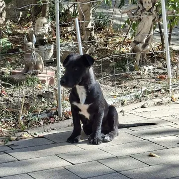 Roffe, rescuehund i Rumänien, bild 8