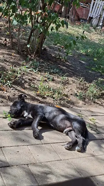 Roffe, rescuehund i Rumänien, bild 9