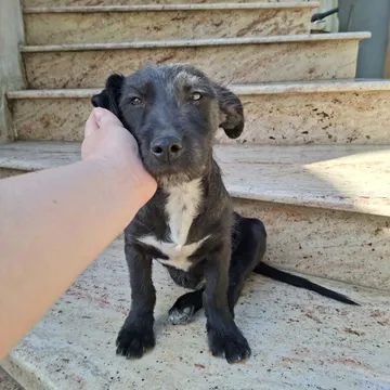 Roffe, rescuehund i Rumänien, bild 10