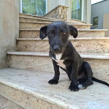 Roffe, rescuehund i Rumänien, bild 11