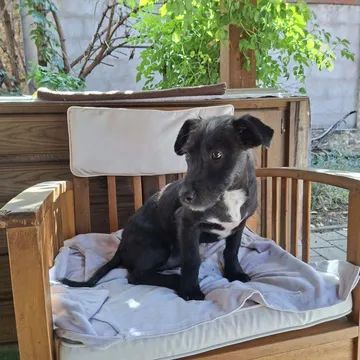 Roffe, rescuehund i Rumänien, bild 12