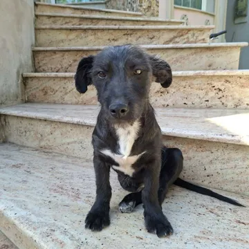 Roffe, rescuehund i Rumänien, bild 13