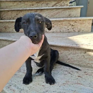 Roffe, rescuehund i Rumänien, bild 14