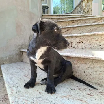 Roffe, rescuehund i Rumänien, bild 15