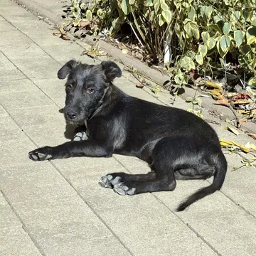 Roffe, rescuehund i Rumänien, bild 16