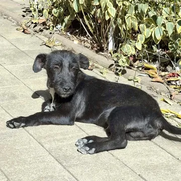 Roffe, rescuehund i Rumänien, bild 17