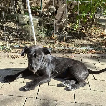 Roffe, rescuehund i Rumänien, bild 18