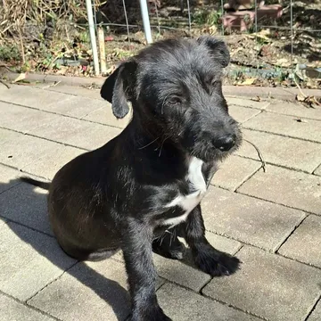 Roffe, rescuehund i Rumänien, bild 19