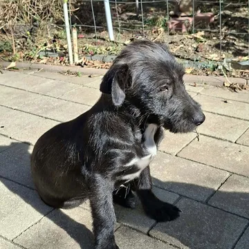 Roffe, rescuehund i Rumänien, bild 20