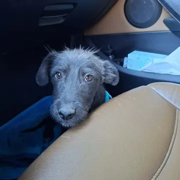 Roffe, rescuehund i Rumänien, bild 21