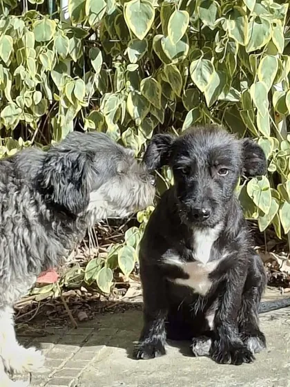 Roffe, rescuehund i Rumänien, bild 3