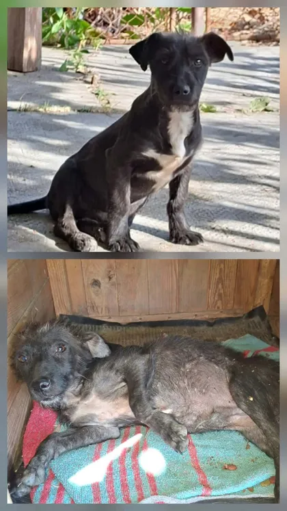 Roffe, rescuehund i Rumänien, bild 2