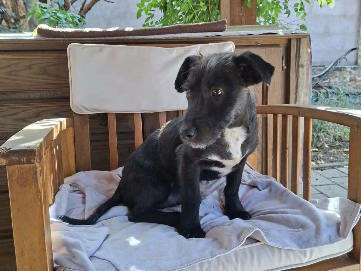 Roffe, info kommer som söker hem via Ohana Rescue och finns i Rumänien