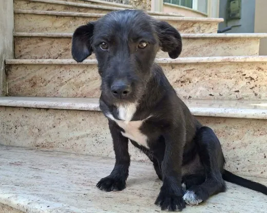 Roffe, info kommer som söker hem via Ohana Rescue och finns i Rumänien