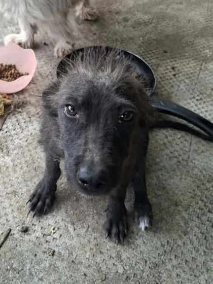 Roffe, rescuehund i Rumänien, bild 1