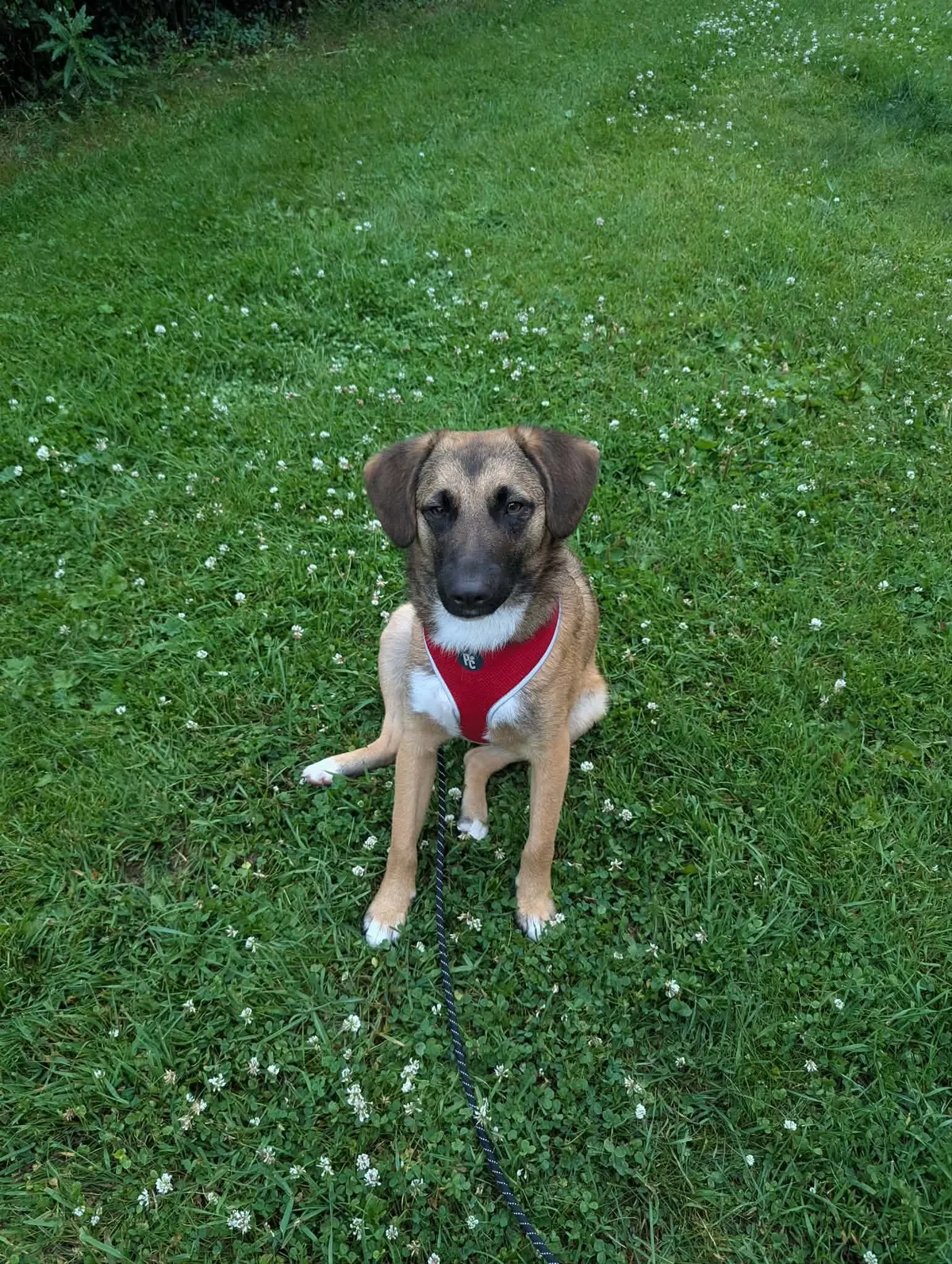 Roman, profilbild för omplaceringshund