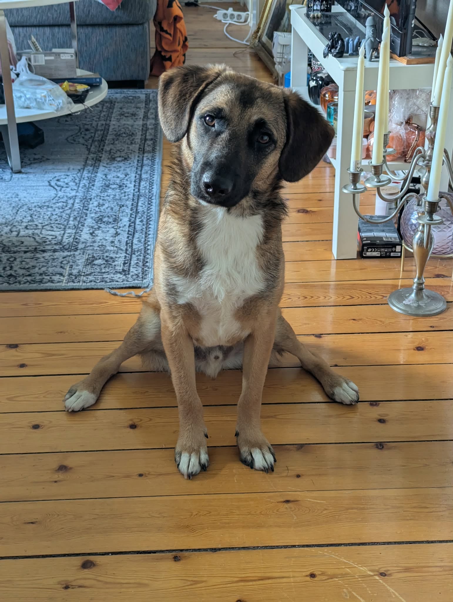 Roman, rescuehund i Jourhem i Siljansnäs, Sverige, bild 1