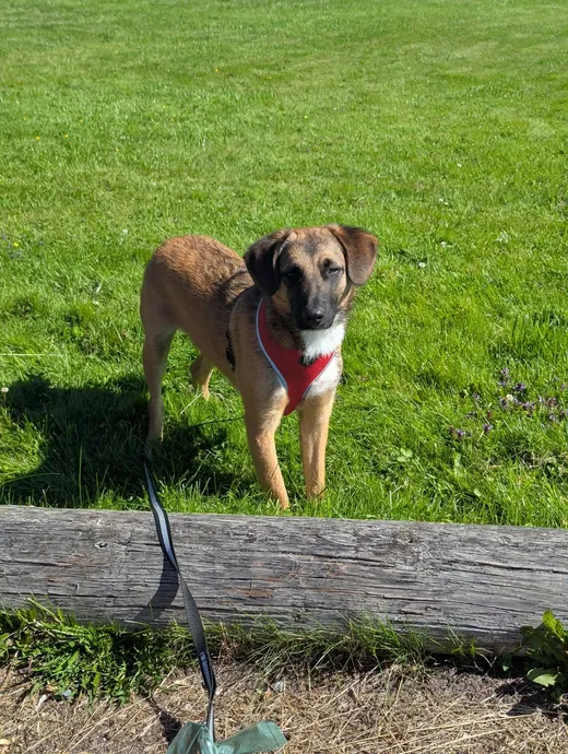 Roman, en omplaceringshund