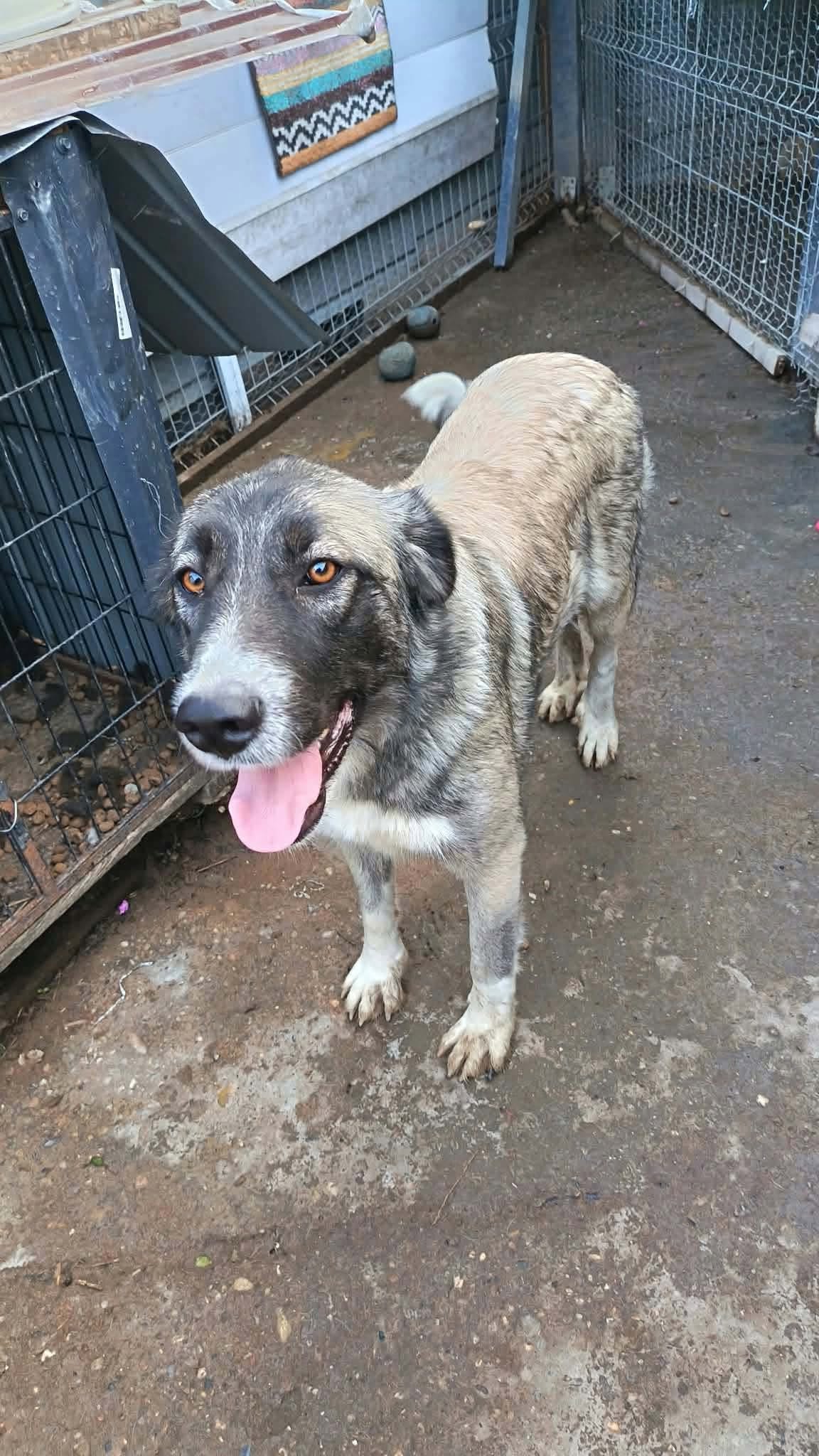 Rosie, rescuehund i Rumänien, bild 1