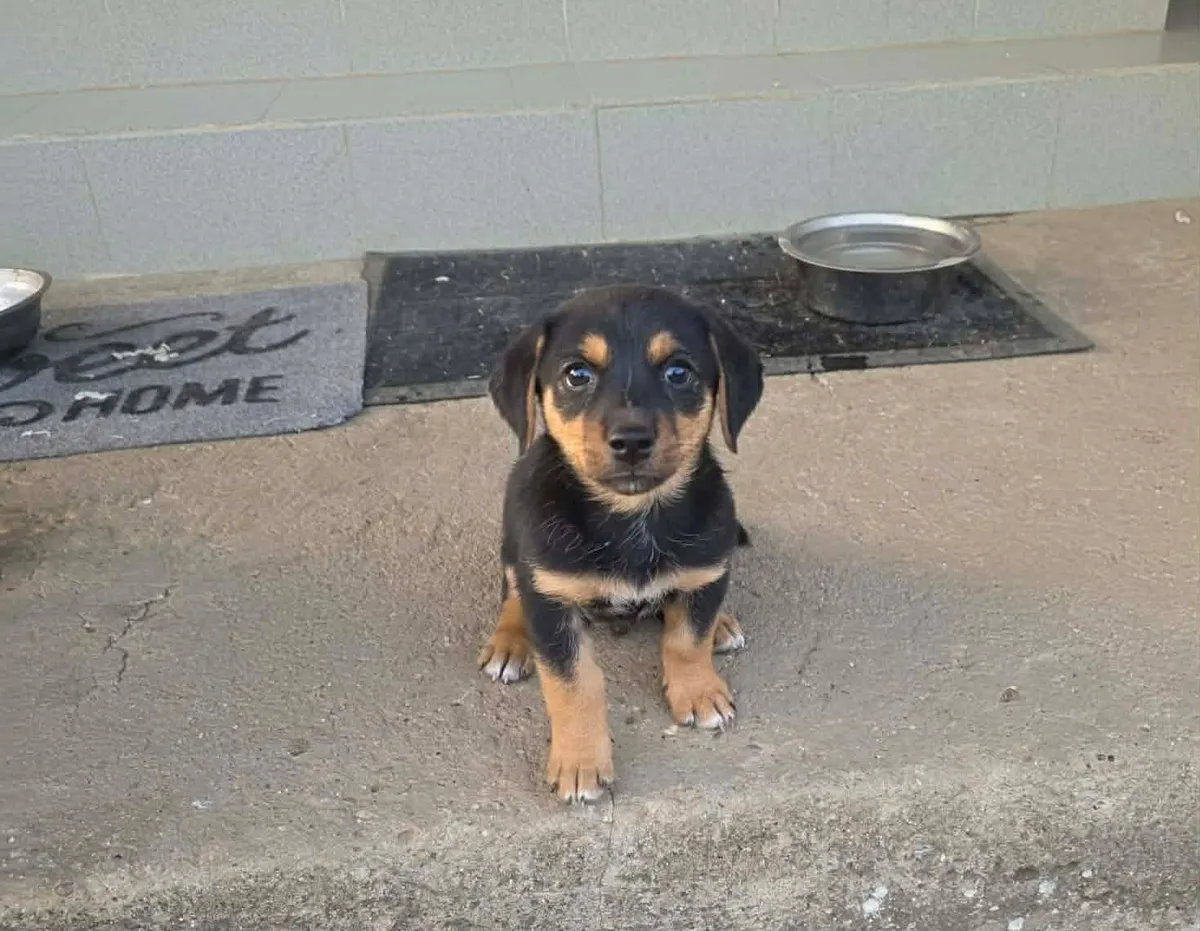Ruben, blandras som söker hem via Ohana Rescue och finns i Rumänien