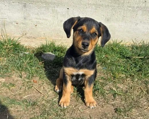 Ruben, blandras som söker hem via Ohana Rescue och finns i Rumänien