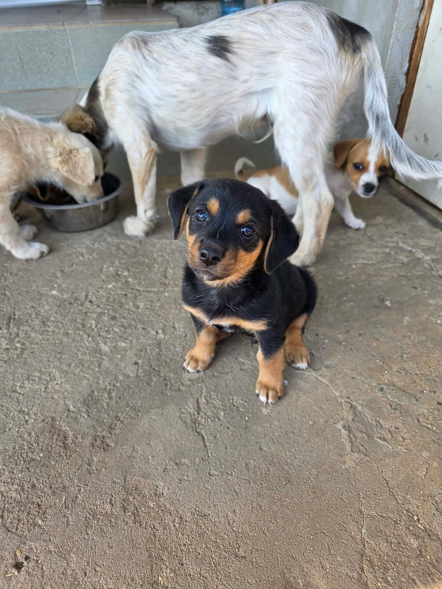 Ruben, rescuehund i Rumänien, bild 1