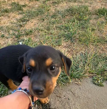 Ruben, rescuehund i Rumänien, bild 3