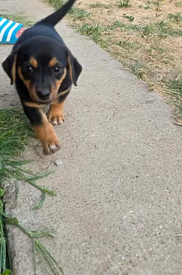 Ruben, rescuehund i Rumänien, bild 4
