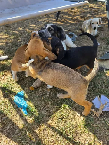 Ruben, rescuehund i Rumänien, bild 6