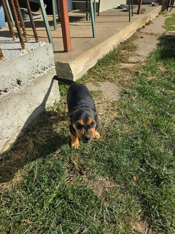 Ruben, rescuehund i Rumänien, bild 7