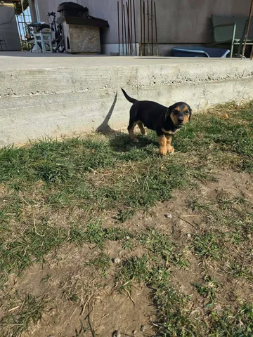 Ruben, rescuehund i Rumänien, bild 8